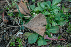 Bartheletia paradoxa