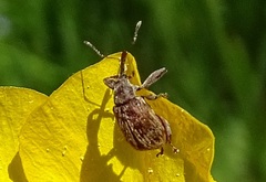 Anthonomus rectirostris