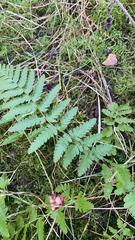 Dryopteris cristata