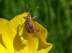 Anthonomus rectirostris