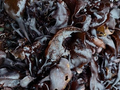 Mazzaella laminarioides