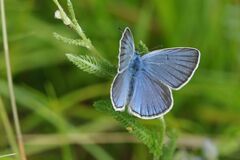 Polyommatus amandus