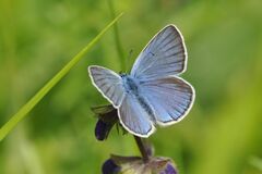 Polyommatus amandus
