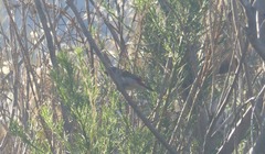 Coccopygia melanotis