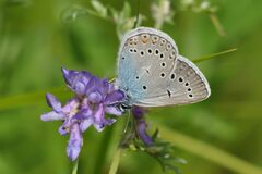 Polyommatus amandus
