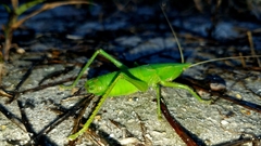 Belocephalus