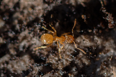 Lasius