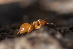 Lasius