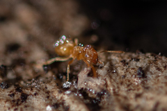 Lasius