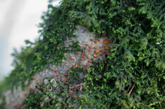 Cryphonectria carpinicola