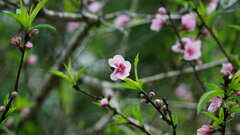 Prunus persica