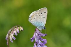 Polyommatus amandus