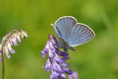 Polyommatus amandus