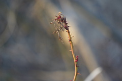 Rose rosette emaravirus