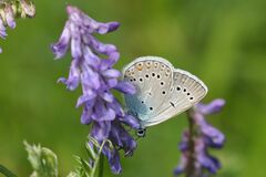 Polyommatus amandus