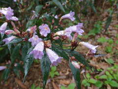 Strobilanthes
