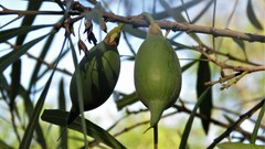 Pouteria salicifolia