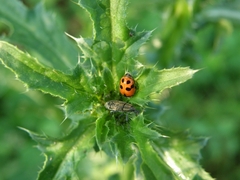 Hippodamia variegata