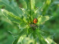 Hippodamia variegata