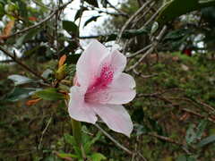 Rhododendron × pulchrum