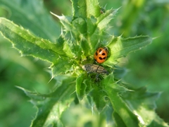 Hippodamia variegata
