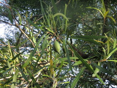 Pouteria salicifolia
