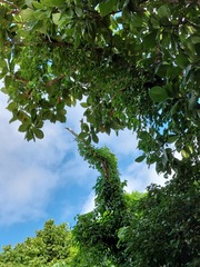 Artocarpus treculianus