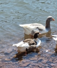 Anser anser domesticus