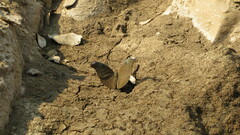 Dophla evelina