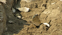 Dophla evelina