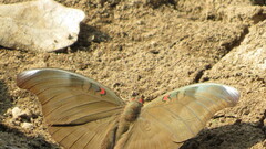 Dophla evelina