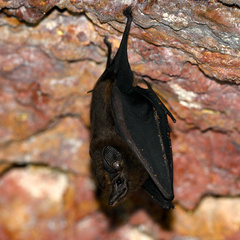 Peropteryx