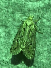 Acrolophinae