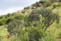 Protea roupelliae roupelliae