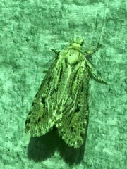 Acrolophinae