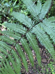 Pteris catoptera
