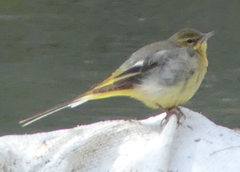 Motacilla cinerea