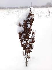 Rumex confertus