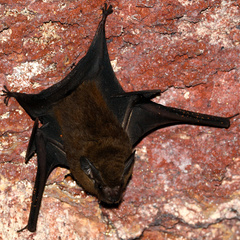 Peropteryx