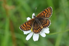 Melitaea aurelia