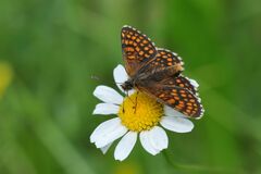 Melitaea aurelia