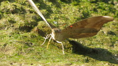 Dophla evelina