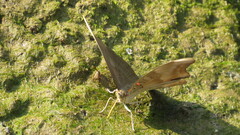 Dophla evelina