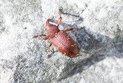 Hylobius transversovittatus