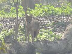 Canis aureus indicus