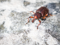 Hylobius transversovittatus