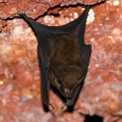 Peropteryx
