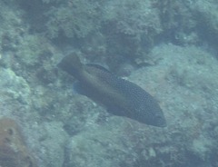Cephalopholis fulva