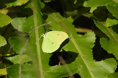 Gonepteryx eversi