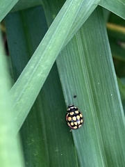 Cheilomenes sulphurea